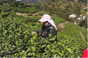 温州平阳早茶开采 预计今年春茶产值1.1亿元