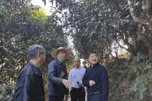 省人大常委会调研组到临沧、保山开展古茶树保护立法调研