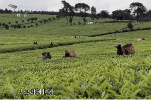 茶系列纪录片《茶：一片树叶的故事》第四集：他乡 故乡