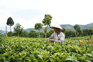 全国首单有机茶叶综合收益保险在普洱落地
