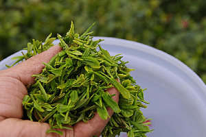 湖南桂东茶叶品种