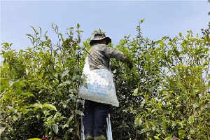 勐海县西定乡：茶产业焕发新活力