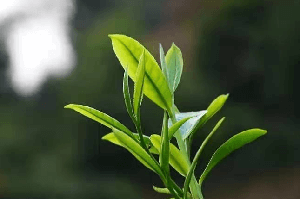 绿茶的发展史