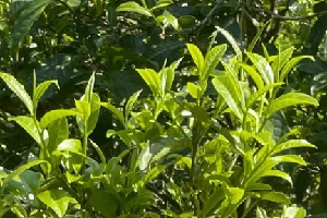 我国的十大名茶茶叶的生长季节