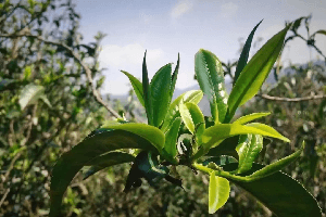 茶树桑褐刺蛾的特点
