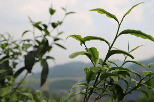云南南华：茶产业成为强村富民“绿色银行”