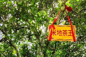 迷帝贡茶——米地贡茶园