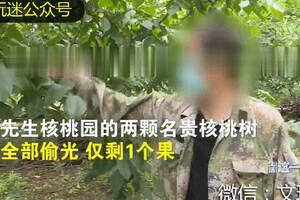 北京警方通报：3名核商一夜之间偷光核农11棵文玩核桃树