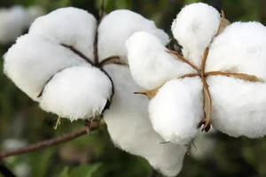 为什么是新疆的棉花？（为什么是新疆的棉花）