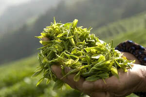 你的家乡有过贡茶吗？