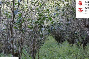 灌木茶树图片