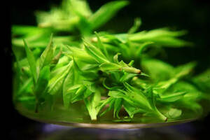 青山绿水是绿茶吗