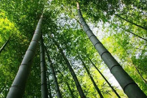 匠心丨那些在竹文化里诞生的名家紫砂竹壶，已经是一壶难求！