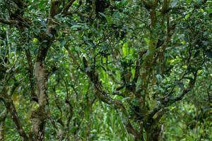 茶百科 丨 听说长在樟树旁的普洱茶就会有樟香，这是真的吗？