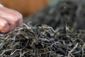 茶百科 丨 关于普洱茶原料，让你茅塞顿开的几个问题