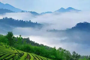 高山云雾出好茶，茶到底好在哪儿？
