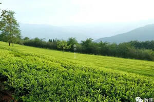 茶百科 丨 为何高山云雾的地方能孕育出好茶？