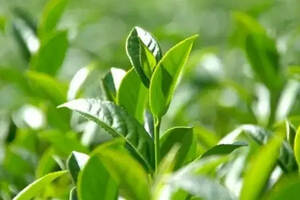 每天学点茶叶小知识：春茶和秋茶为何比夏茶好喝？