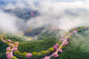 漳平水仙茶树品种