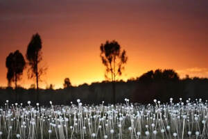 艺术家用五万盏灯点亮沙漠，宛如童话仙境