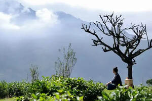 《人类茶简史》正式签约喜马拉雅