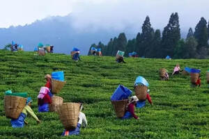 印度和斯里兰卡的茶简史（印度和斯里兰卡最著名的茶）