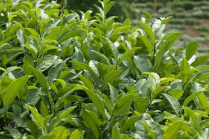 英德绿茶加工技术及品质特点（绿茶加工技术对品质的影响）