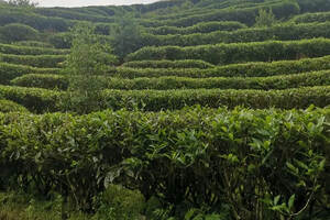 武夷岩茶的品质如何区分呢？辨其形、观其色、闻其香、喝其味