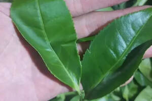 武夷岩茶是哪一点吸引马云来武夷山喝茶的，是工艺？还是口感？