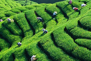 品茶时光｜我国的茶叶的产区有哪些？