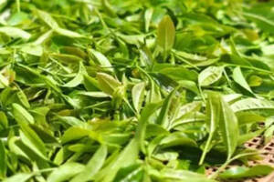 绿茶的加工，用什么方式杀青和干燥？炒青、烘青、蒸青和晒青绿茶，有什么不同？