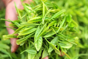 什么是烘青绿茶的典型代表
