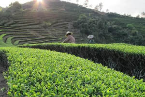 品茶时光｜一起来看看季节与茶叶品质之间的联系吧