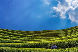 农业农村部办公厅关于做好首个国际茶日有关工作的通知