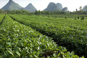 品茶时光｜日照和温度是影响茶多酚含量的重要因素