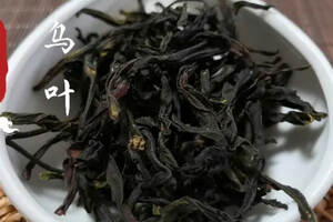 了解凤凰单丛茶 | 品种之“大乌叶”