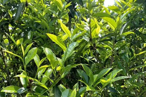 这款炭焙蜜兰香单丛，喝出了岩茶的口感，醇厚！