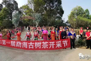 首届勐海古树茶开采节，二十余家媒体走进无墨记茶厂参观体验制茶
