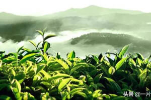 中国是茶的故乡，提到最香的茶叶，你想起哪种茶叶呢？