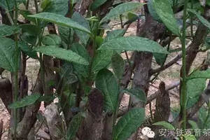 乌龙茶的冬季品种繁育五法