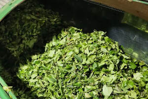 什么因素影响武夷岩茶的价格差异那么大？