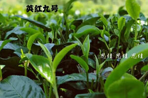 英德红茶，你身边熟悉的红茶，它是来自广东省，不是英国和德国！
