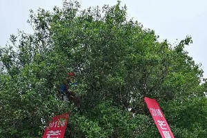【芒嘎拉帕沙茶王采摘】2019年4月3日帕沙茶王树如期开采，喜获鲜叶17.5kg！