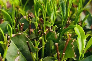 崂山绿茶的原产地分布在哪里？