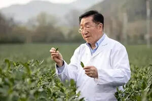 茶界院士陈宗懋：喝茶80多年，研究茶60多年，喝茶7大建议4大原则