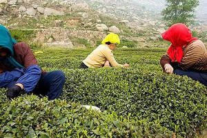 怎样区分崂山春季茶、夏季茶和秋季茶呢？