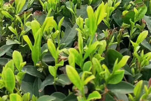 什么季节的崂山绿茶打农药？