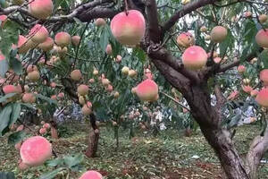 逸客：全国哪里的桃子最有名？