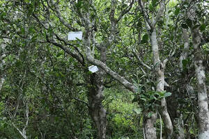 野生茶树是国家保护