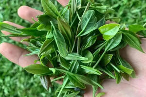 崂山绿茶当属青岛级的明星特产品